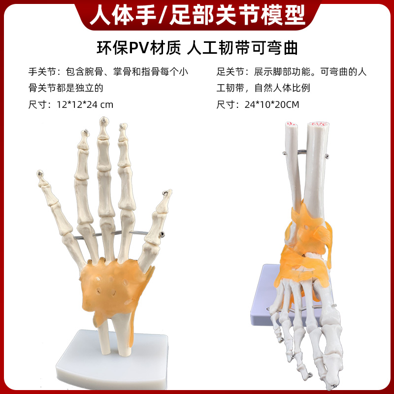 人体关节骨骼解剖手肘腕脚踝骨肩膝关节髋骨科附韧带医学教学模型 - 图1