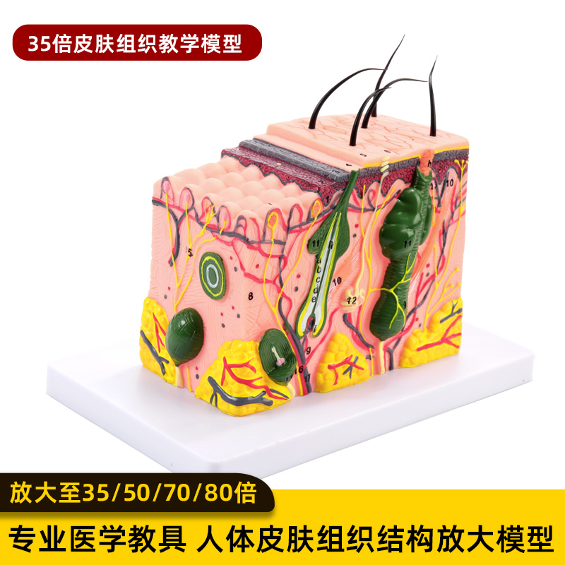 人体皮肤组织放大解剖模型医学毛发生长立体皮肤生理层次结构模具 - 图0