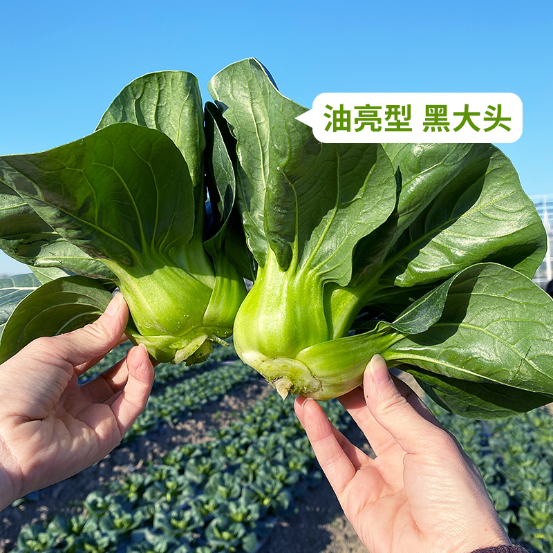 黑大头菜种子苏州青上海青四季蔬菜种孑青菜种籽黑叶青梗菜种子