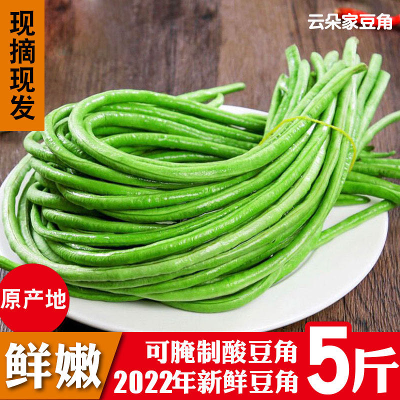 现摘长豆角河南豆角新鲜豇豆脆嫩豇豆新鲜蔬菜农家腌制泡菜专用