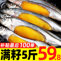 Multi-spring fish full seed fresh multi-seed fish frozen fresh seafood Aquatic seafood Frozen Sea Fish Barbecue 6 catties whole box