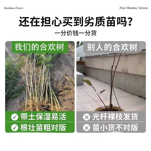 合欢花树苗绒花树行道风景大树庭院耐寒旱工程绿化乔木南北方种植 - 图2