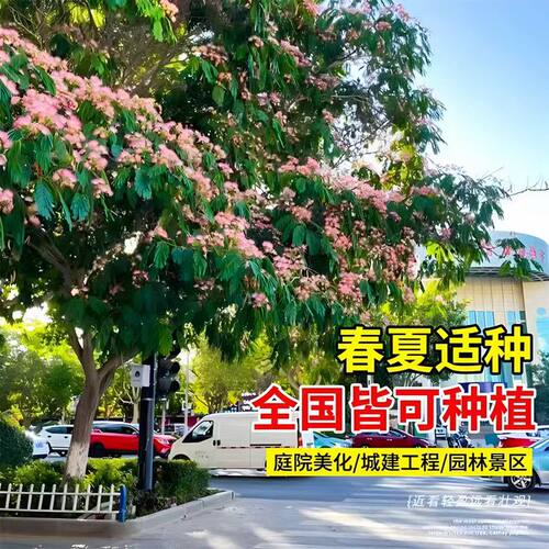 合欢花树苗绒花树行道风景大树庭院耐寒旱工程绿化乔木南北方种植 - 图1
