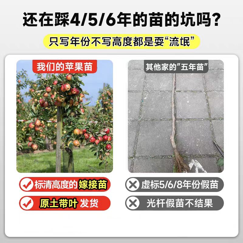 苹果树当年结果大树嫁接红富士冰糖心活苗地栽北方耐寒果树带土球