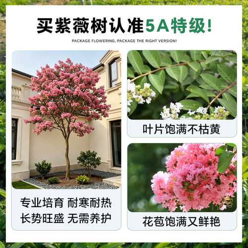 紫薇花树苗盆栽庭院红火箭丛生红紫薇百日红老桩别墅绿化风景树苗 - 图0