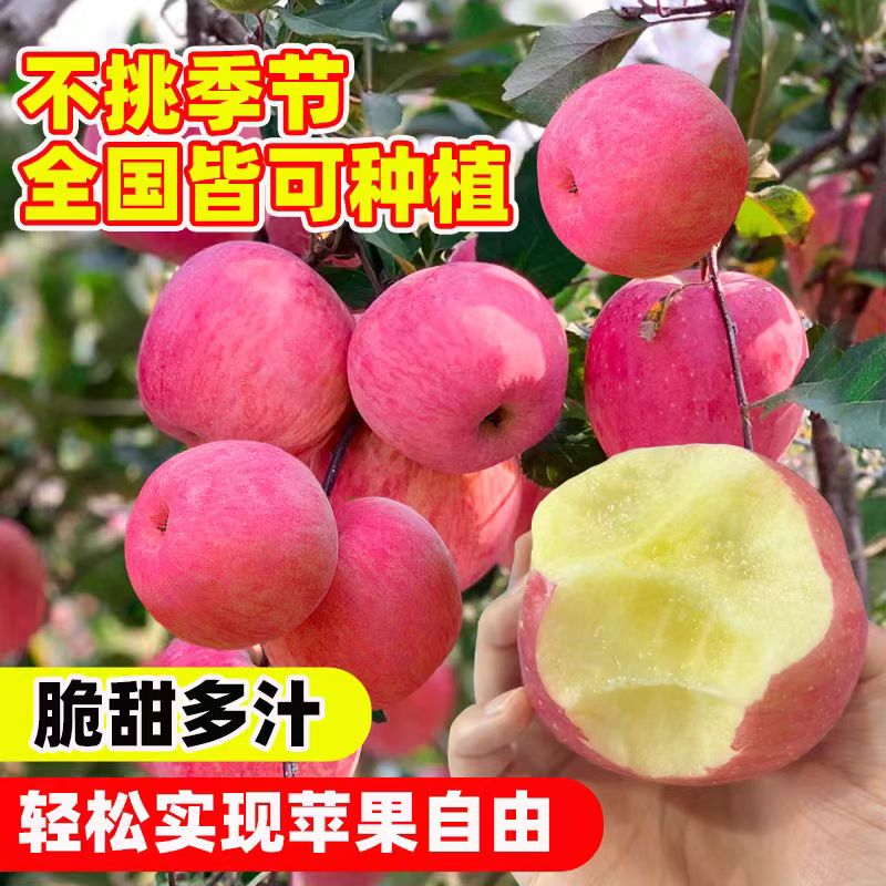 苹果树当年结果大树嫁接红富士冰糖心活苗地栽北方耐寒果树带土球