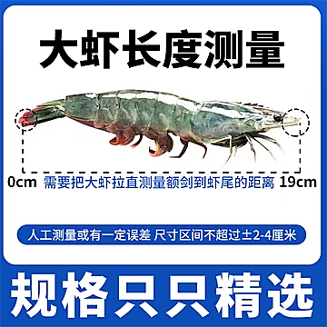 【多小贝】青岛海捕大虾2030规格特大号3斤[27元优惠券]-寻折猪