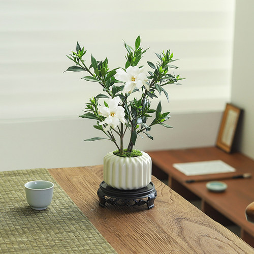 小叶栀子花盆栽开花植物室内桌面茶几好养花卉绿植办公室净化空气 - 图0