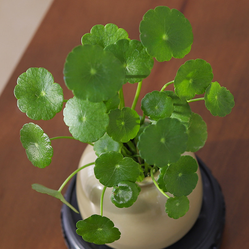 铜钱草盆栽小绿植客厅茶桌办公室桌面金钱草水培植物招财摆件好养,淘宝优惠券,粉丝福利购,淘宝优惠卷
