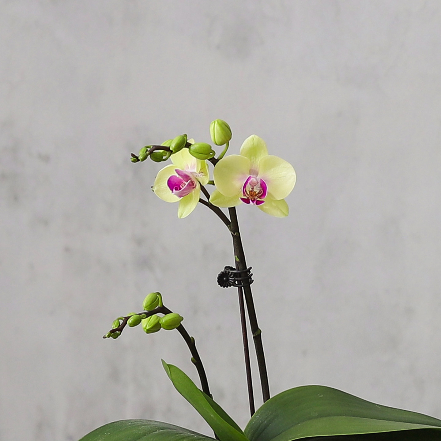 蝴蝶兰盆栽室内带花苞绿植办公室工位花卉懒人四季好养活花卉盆景,淘宝优惠券,粉丝福利购,淘宝优惠卷