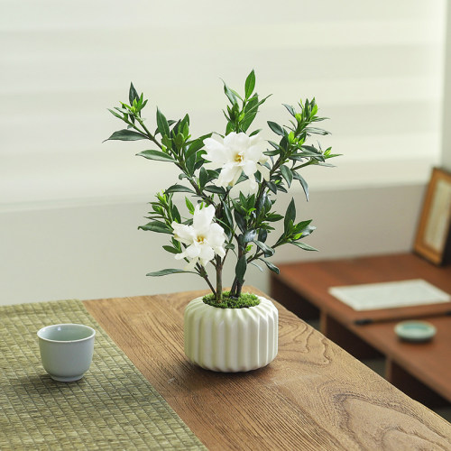 小叶栀子花盆栽开花植物室内桌面茶几好养花卉绿植办公室净化空气 - 图1