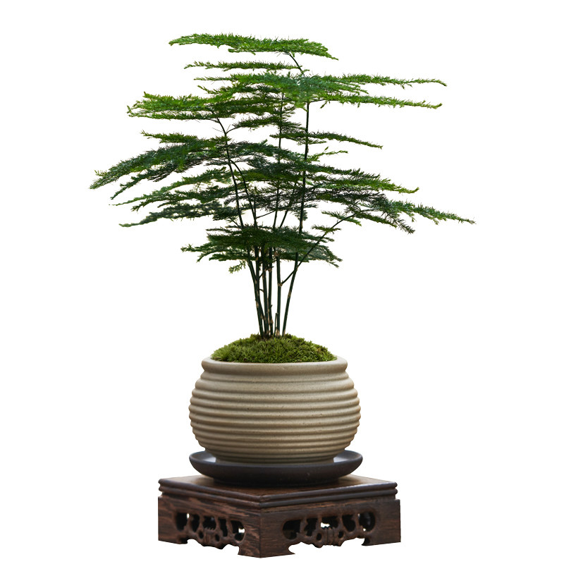 文竹绿植盆栽花卉盆景客厅办公室内书工位桌面茶几中式禅意好养,淘宝优惠券,粉丝福利购,淘宝优惠卷