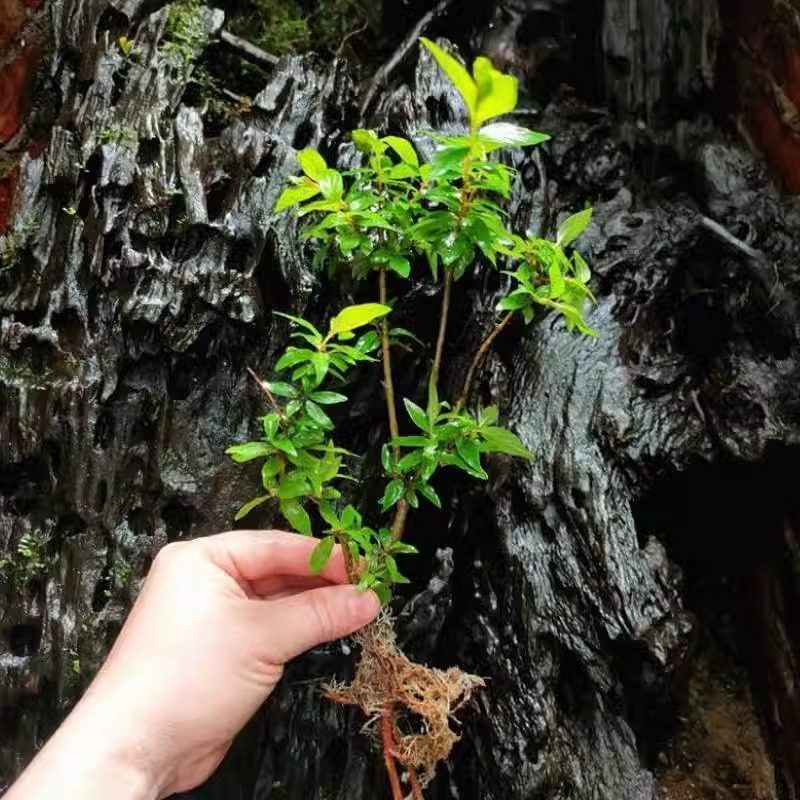新款水杨梅水培鱼缸造景老桩造景水陆缸客厅绿植专用的夏季水培树,淘宝优惠券,粉丝福利购,淘宝优惠卷
