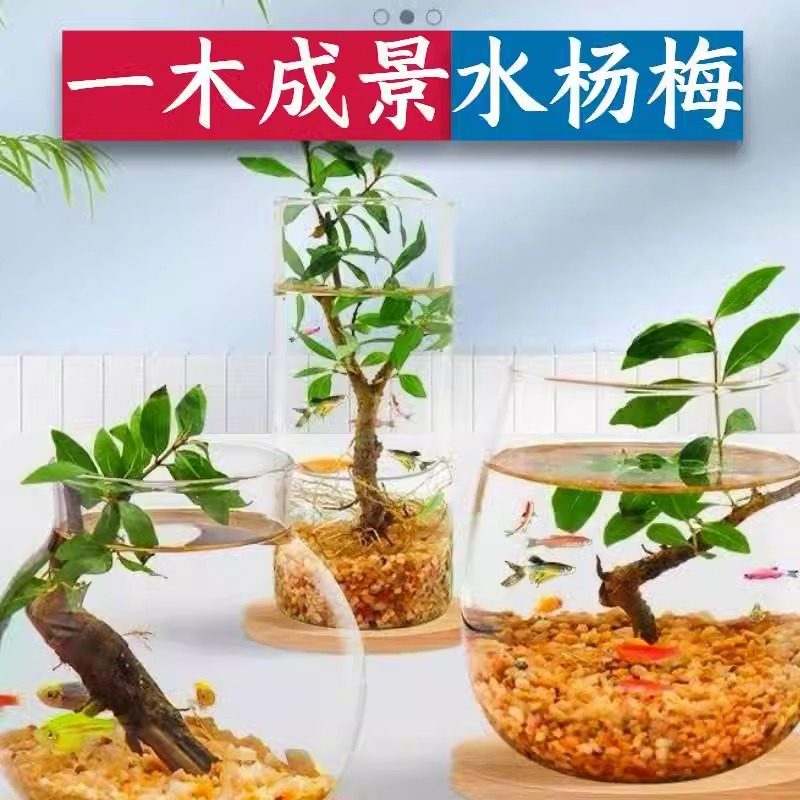 新款水杨梅水培鱼缸造景老桩造景水陆缸客厅绿植专用的夏季水培树,淘宝优惠券,粉丝福利购,淘宝优惠卷