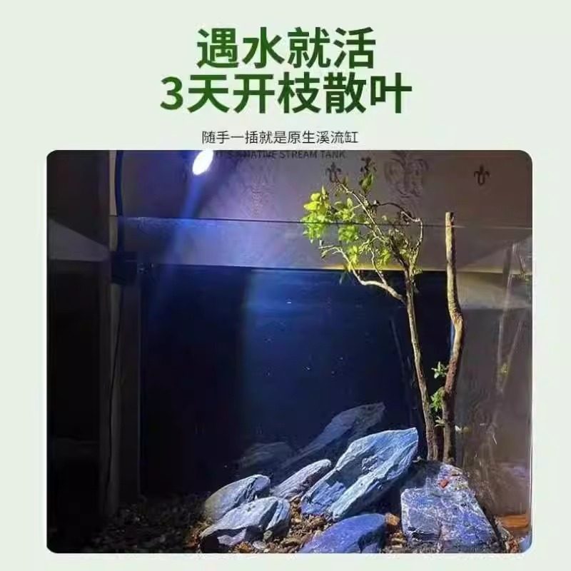 新款水杨梅水培鱼缸造景老桩造景水陆缸客厅绿植专用的夏季水培树,淘宝优惠券,粉丝福利购,淘宝优惠卷