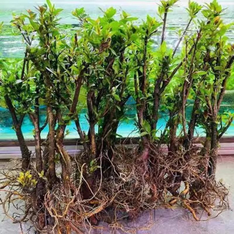 新款水杨梅水培鱼缸造景老桩造景水陆缸客厅绿植专用的夏季水培树,淘宝优惠券,粉丝福利购,淘宝优惠卷