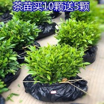 Buy 10 to send 5 tea Miao Anji white tea golden sprouts tea tree Miao Puer tea Longjing Snail Tea Sapling