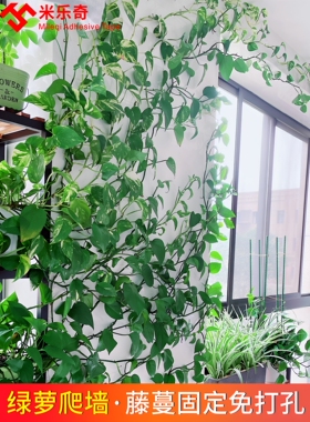米乐奇绿萝爬墙固定器绿植花爬藤