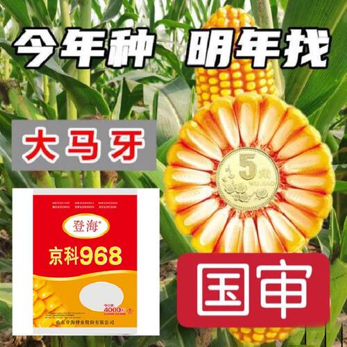 正品高产玉米种子矮杆大棒耐高温正品原装京科968抗病耐涝南北方 - 图0