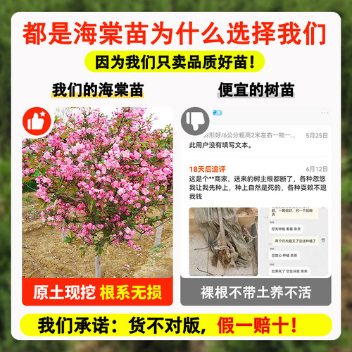 西府海棠树苗海棠树苗垂丝海棠花树苗盆栽室外庭院风景树地栽植物 - 图0