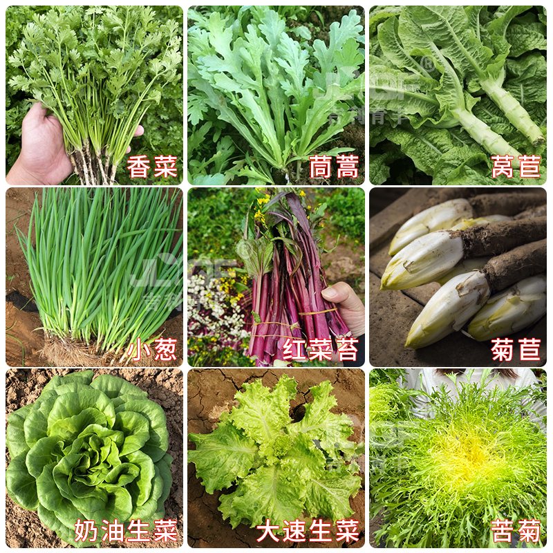 四季种植蔬菜子香菜苔小葱豌豆苗孔雀生菜油麦茼蒿荠菜春夏菜种籽-图0