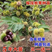Chestnut seedling tree grafted to the south Northern growing large red robe that year result extra-large chestnut tree fruit saplings