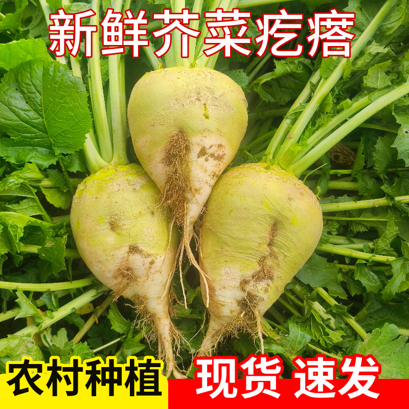 新鲜芥菜疙瘩现挖大头菜辣旮瘩腌制咸菜芥菜丝农村种植5斤装包邮