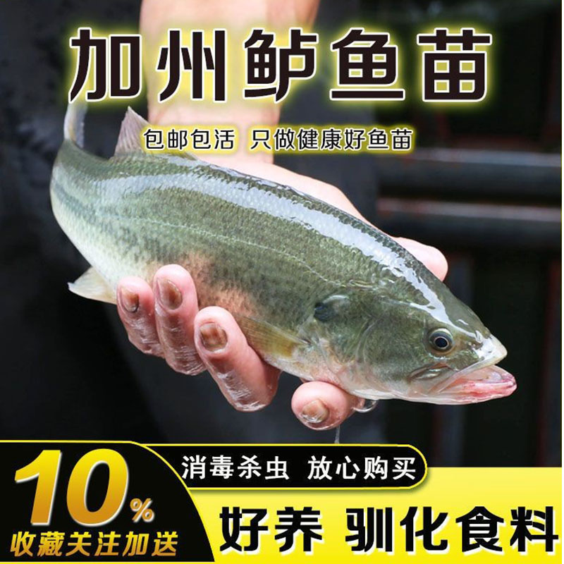 半斤加州鲈鱼苗可食用大口黑鲈路亚凶猛肉食淡水鳜鱼苗特大养殖小 - 图2