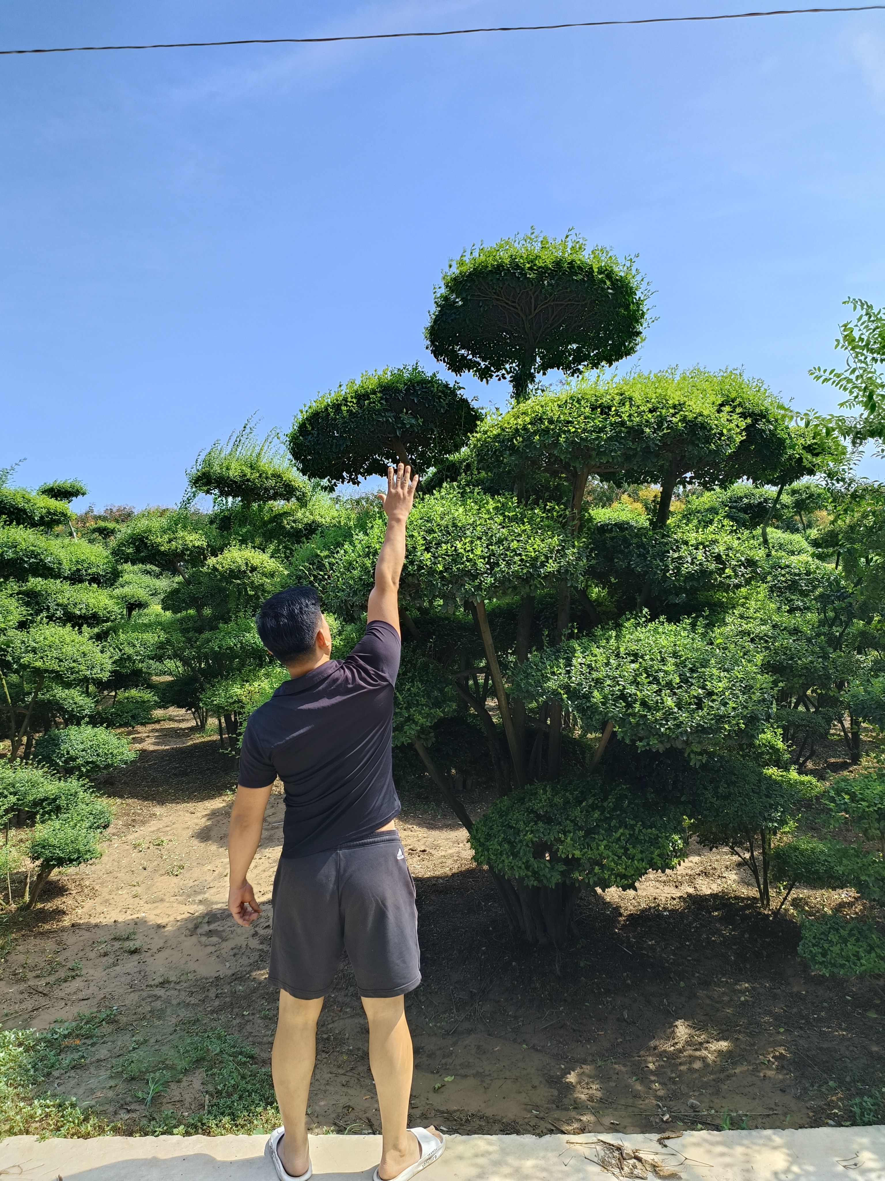 小叶女贞造型树地景树直播一物一拍庭院别墅绿植联系客服选树现挖 - 图3