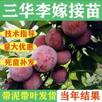 Plum tree sapling black bully King live Miao graft extra-large Sanhua Li Zimiao Potted plant to plant South Northern Courtyard Cultivation