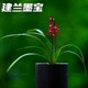 Jianlan Mobao Twilight Mountain Zi Guifei drunken fragrance is easy to nourish