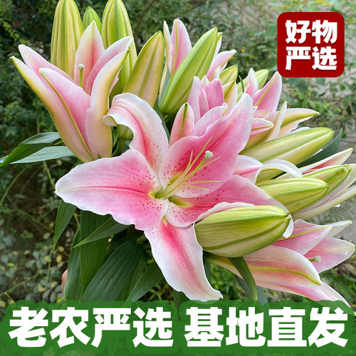 香水百合花鲜花云南直发鲜切花插花鲜花速递同城 - 图0