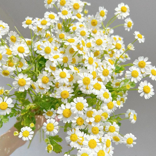 洋甘菊鲜花玫瑰花束配草云南基地直发小清新花束 - 图1