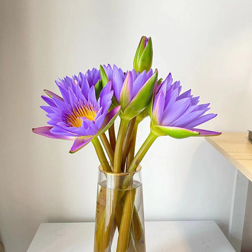 云南睡莲鲜花直批直发向日葵百合花束同城速递室内水养插花 - 图1