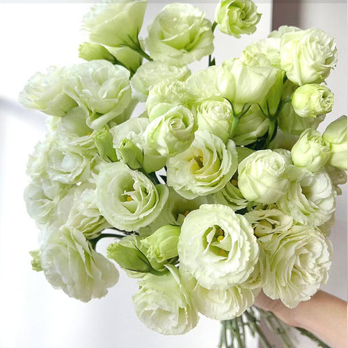 洋桔梗鲜花基地直发桔梗鲜花百合花玫瑰花家用插花 - 图3