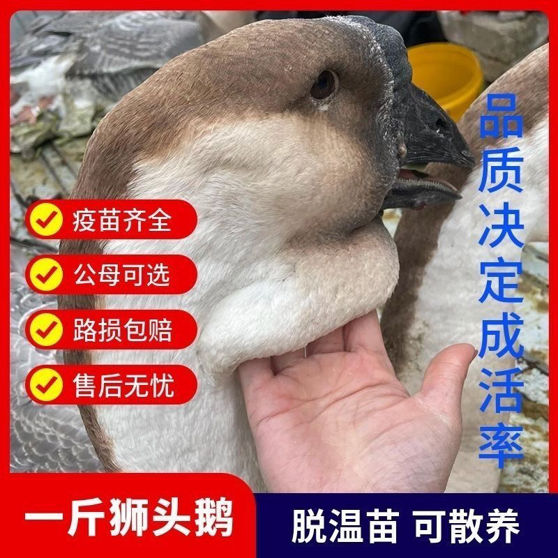 一斤潮汕狮头鹅苗特大纯种活体幼苗狮头鹅活体小鹅灰色狮头宠物鹅,淘宝优惠券,粉丝福利购,淘宝优惠卷