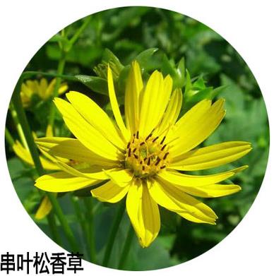 精装串叶松香草种子 多年生猪牛羊鹅畜禽牧草籽 香槟菊花草 - 图2