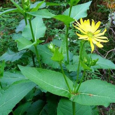 精装串叶松香草种子 多年生猪牛羊鹅畜禽牧草籽 香槟菊花草 - 图1