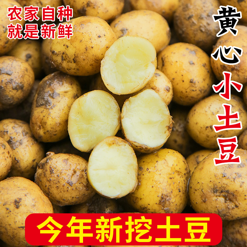 恩施富硒小土豆10斤包邮新鲜黄心士豆批发马铃薯蔬菜迷你正宗洋芋