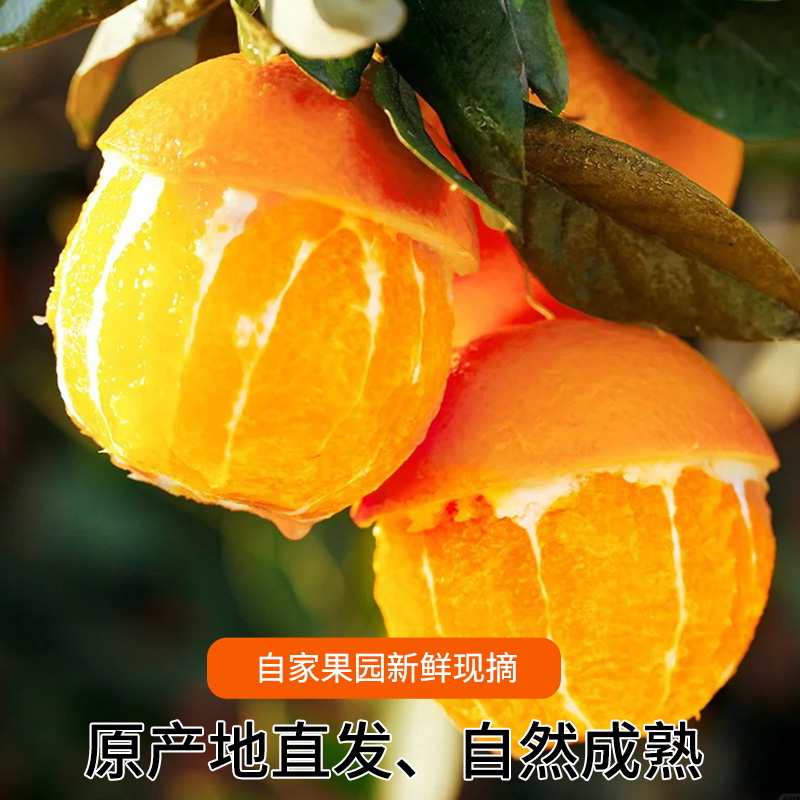 湖北秭归伦晚春橙新鲜时令应季水果手剥冰糖果冻甜橙脐橙整箱包邮