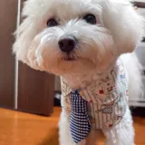 Слюнявчик, шарф, милый нагрудник, кукла, кот, домашний питомец, кукольный воротник