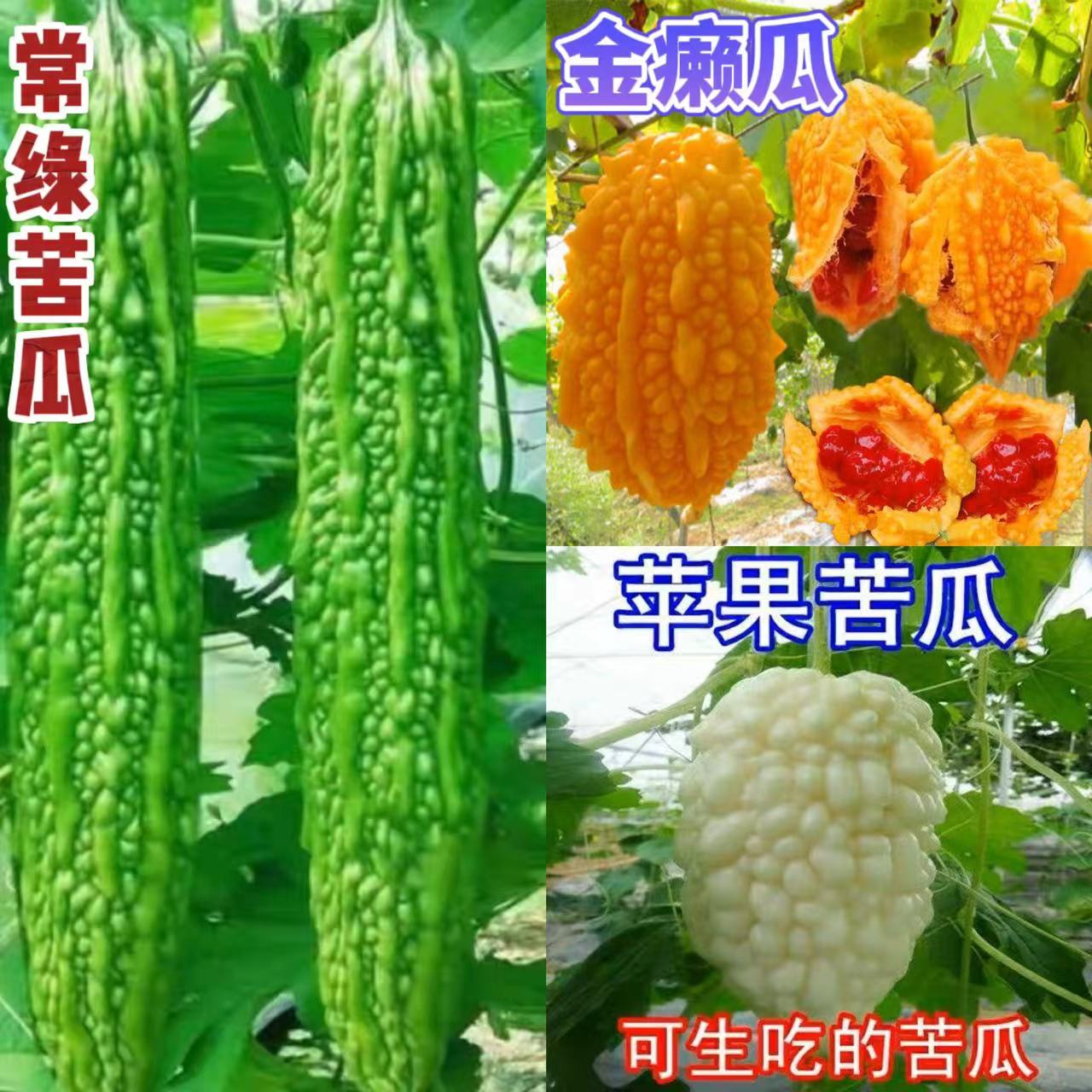 2四季蔬菜种子阳台室内盆栽萝卜、辣椒、冬瓜南瓜等四季高产易种 - 图3