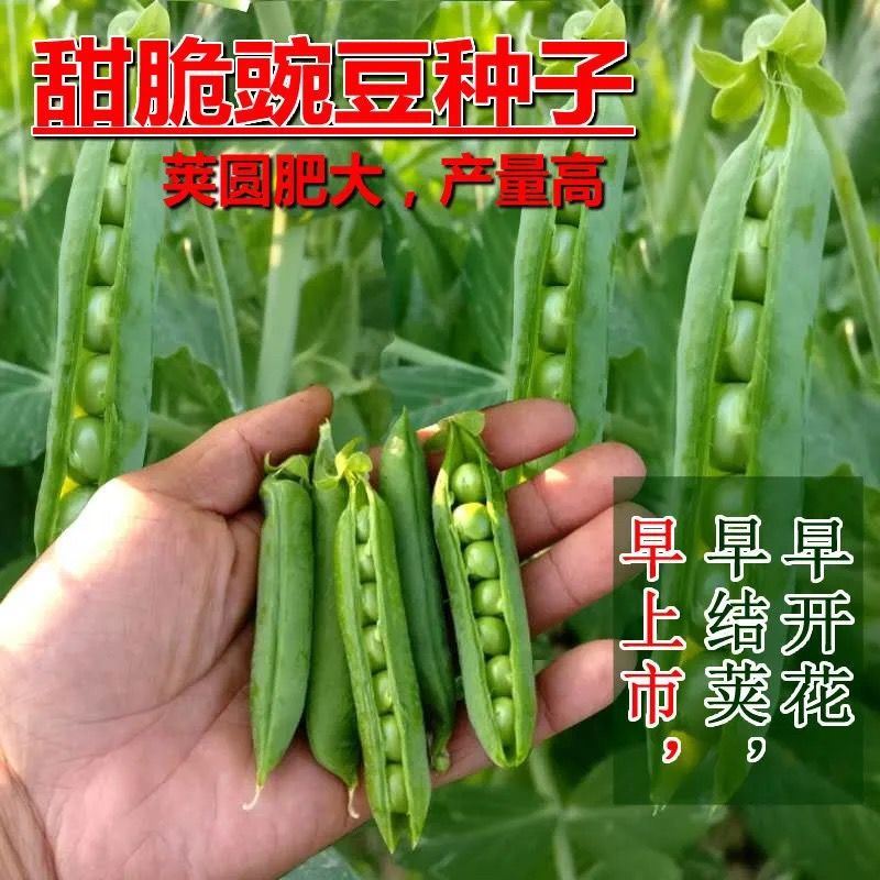 甜豌豆种子高产蔬菜种子四季青豌豆尖荷兰豆水果型可生吃种籽耐寒