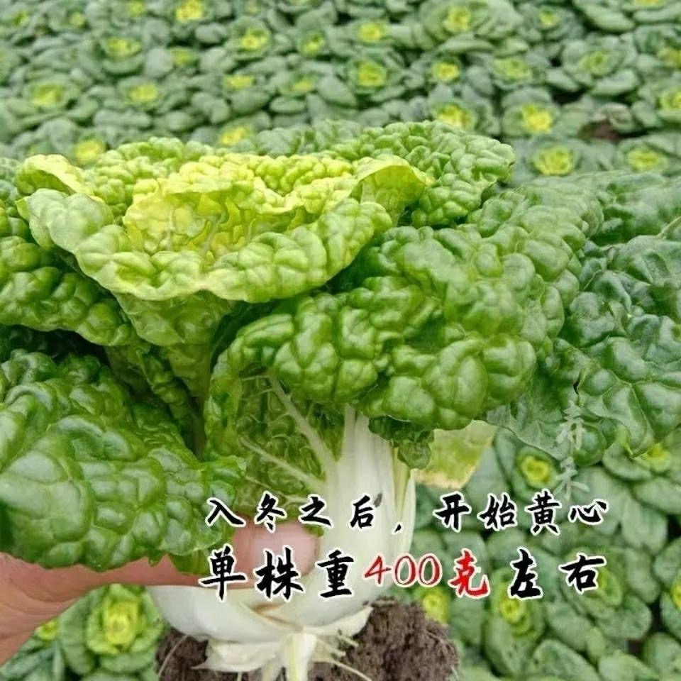 黄心乌塌菜种子耐寒黄心菜种籽菊花心菜籽种易种黄金乌蔬菜种子 - 图0