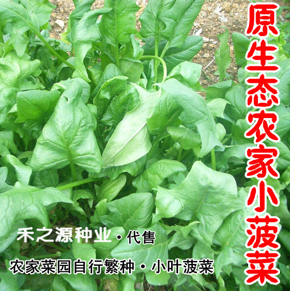 小叶菠菜种子四季波菜种籽大全秋季蔬菜种孑四季菠菜籽种盆栽农家 - 图1