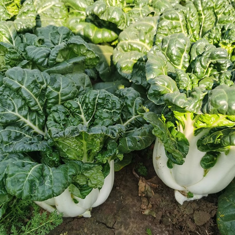 真好吃黑油白菜种子农田菜地高产盆栽蔬菜易种植四季奶白菜籽-图2