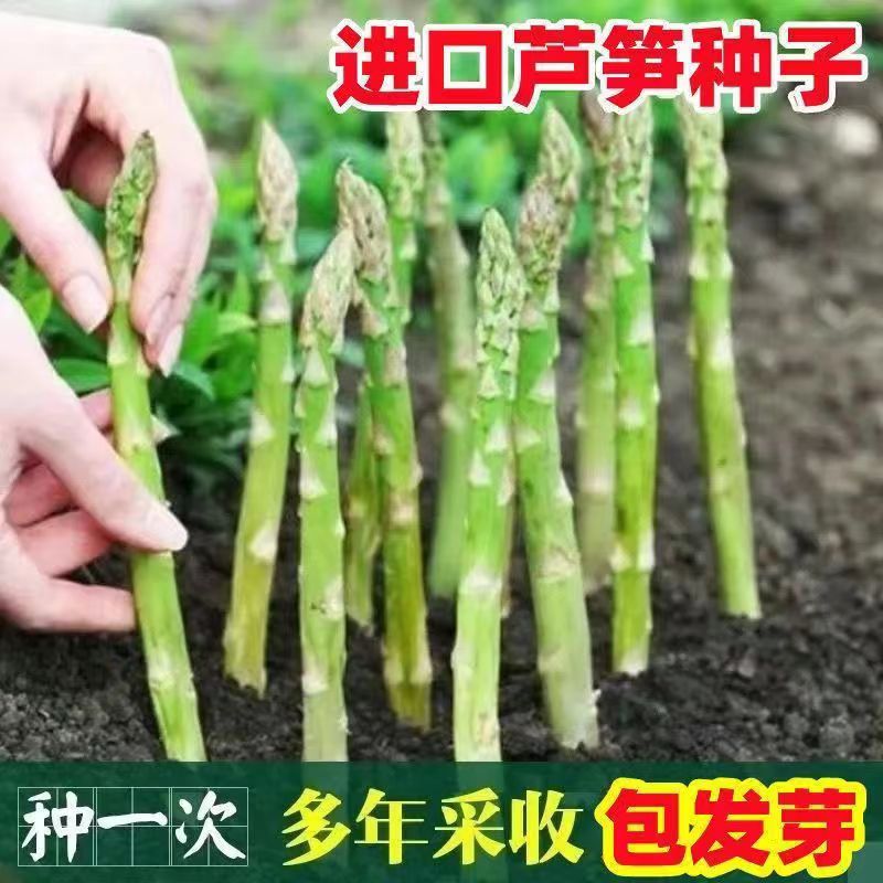 四季种植多年生芦笋种子绿色植物耐寒抗热冻不死高营养鲜嫩芦笋种 - 图2