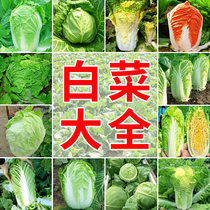 Cabbage Seeds Large Full Morning Cooked Yellow Hearts Cabbage Doll Dish eighteen Cati Cabbage Autumn Winter Storage Farmhouse Vegetable Seed