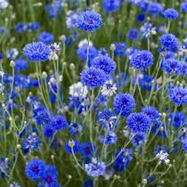 Heavy petals blue vectori Chrysanthemum Seed seeds See earth to live Summer year Four Seasons Flowering Sowing Yard EASY to live