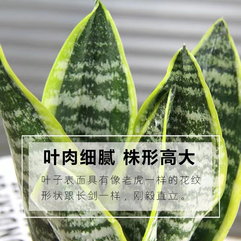 金边虎皮兰绿植盆栽水培办公室内多肉植物花卉客厅大型盆景虎尾兰